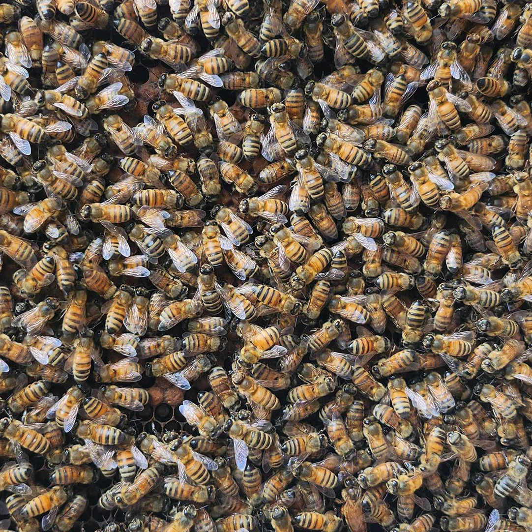 Queen Bee Facts: Marvels of Colony Life - Carolina Honeybees